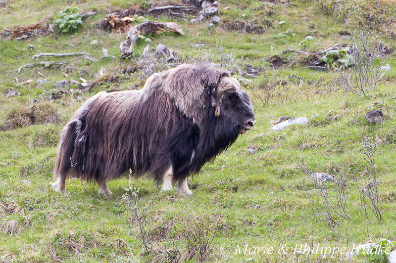 Boeuf musque 9389.jpg - Boeufs musqués (Dovrefjell, Norvège, juin 2012)